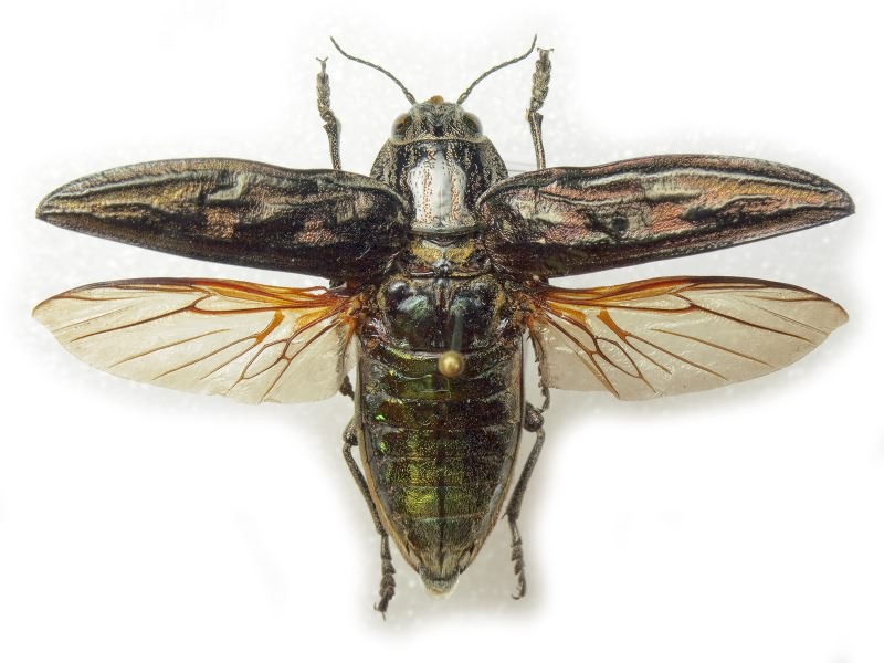 Chalcophora mariana (Linnaeus, 1758)